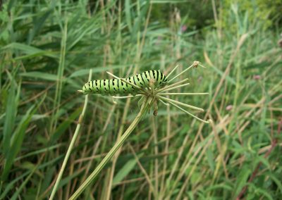 caterpillar of the Swallowtail Butterfly