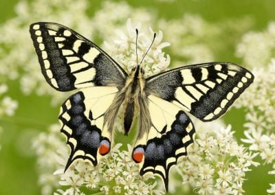 swallowtail papilio machaon