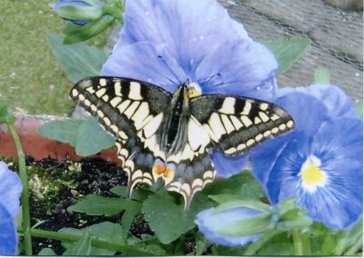 Swallowtail Butterfly