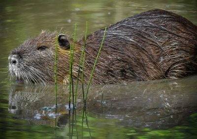 Myocastor coypus