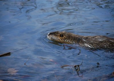 Coypu