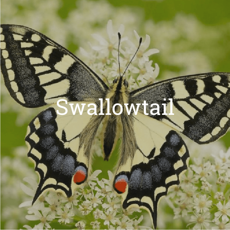 Swallowtail Swallowtail
