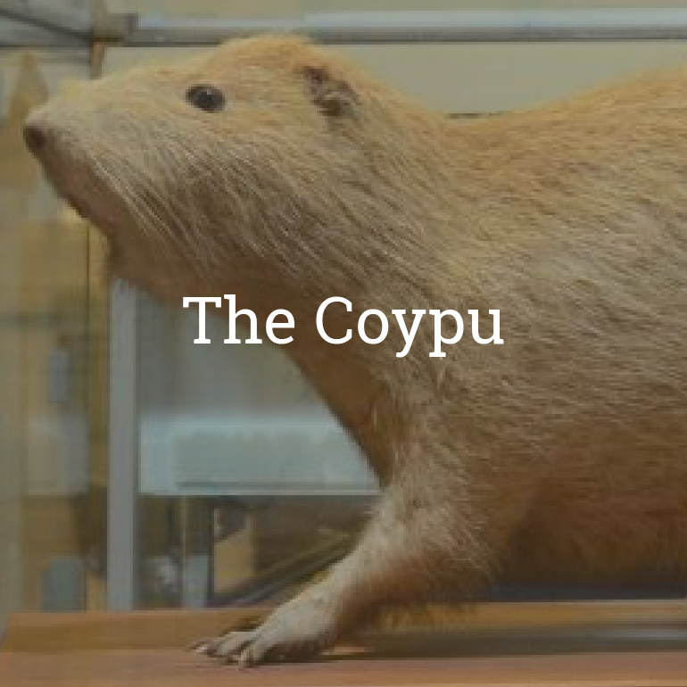 The Coypu The Coypu